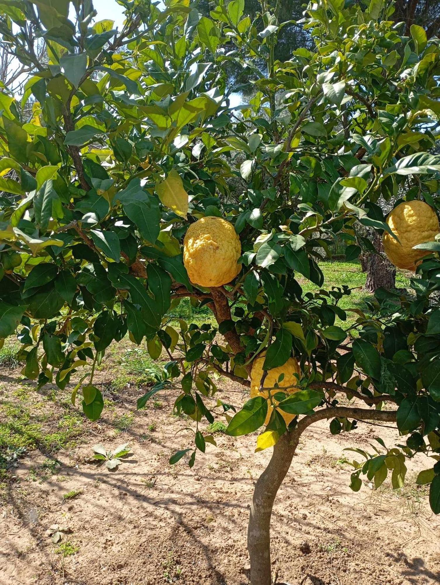 Ktima Anastasia Nafplio Bagian luar foto