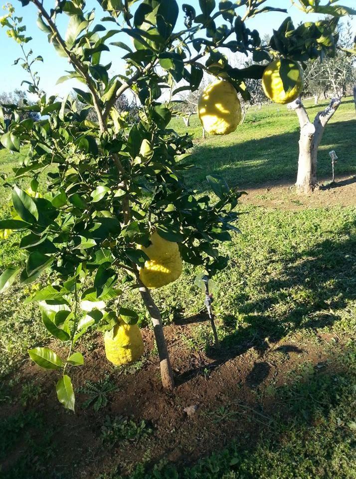 Ktima Anastasia Nafplio Bagian luar foto